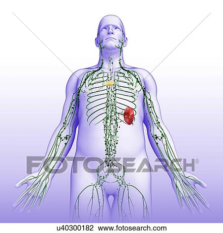 Male lymphatic system, illustration View Large Photo Image Stock Image - Male lymphatic system, illustration. Fotosearch