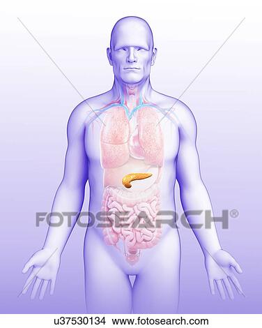 Male pancreas, illustration View Large Photo Image Picture - Male pancreas, illustration. Fotosearch