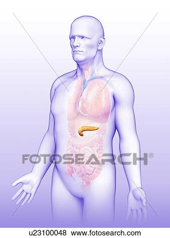 Male pancreas, illustration View Large Photo Image Stock Photo - Male pancreas, illustration. Fotosearch
