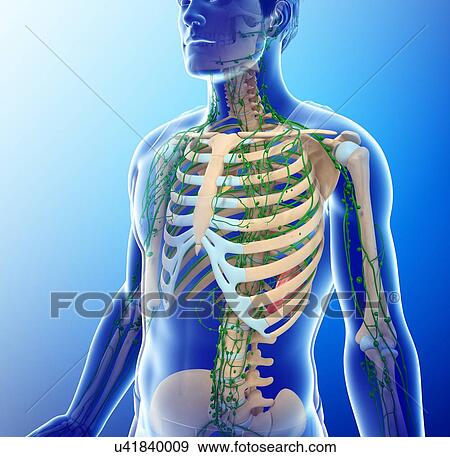 Stock Photo - Male skeletal and lymphatic systems, illustration. Fotosearch