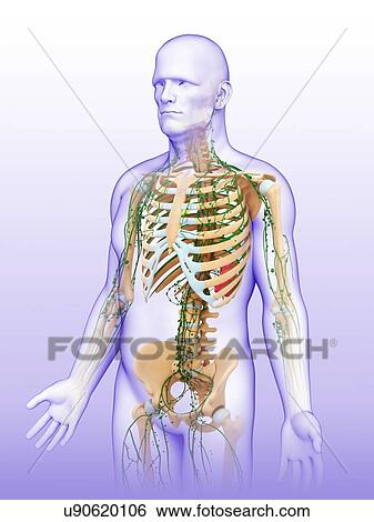 Stock Photograph - Male skeletal and lymphatic systems, illustration. Fotosearch