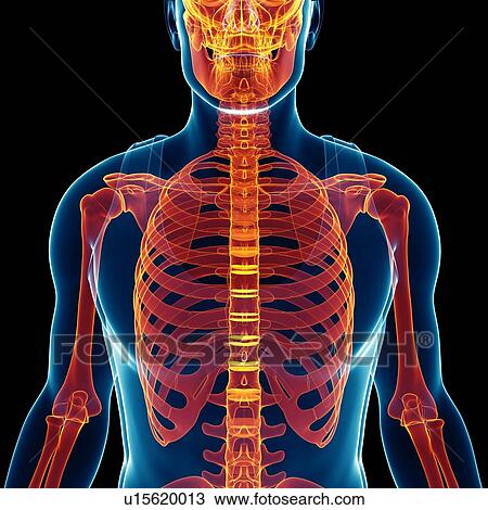 Male skeleton, illustration View Large Photo Image Stock Image - Male skeleton, illustration. Fotosearch
