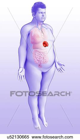 Stock Photography - Male spleen, illustration. Fotosearch