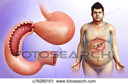 Stock Image - Male stomach and duodenum, illustration. Fotosearch