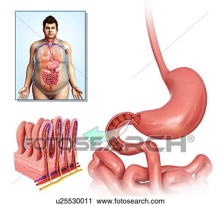 Stock Image - Male stomach and intestinal villi, illustration. Fotosearch