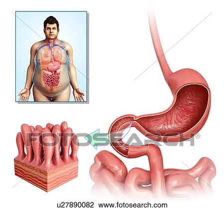 Stock Image - Male stomach and intestinal villi, illustration. Fotosearch