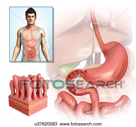 Male stomach and intestinal villi, illustration View Large Photo Image Stock Image - Male stomach and intestinal villi, illustration. Fotosearch