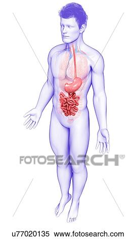 Stock Photography - Male stomach and intestines, illustration. Fotosearch