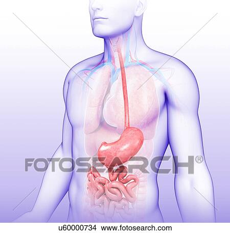 Male stomach and small intestine, illustration View Large Photo Image Picture - Male stomach and small intestine, illustration. Fotosearch