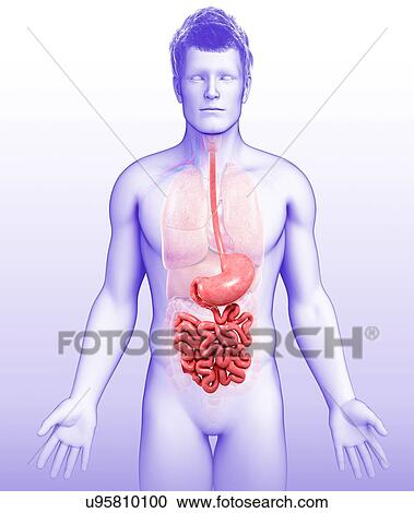 Male stomach and small intestine, illustration View Large Photo Image Stock Image - Male stomach and small intestine, illustration. Fotosearch
