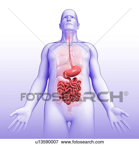 Male stomach and small intestine, illustration View Large Photo Image Stock Photo - Male stomach and small intestine, illustration. Fotosearch