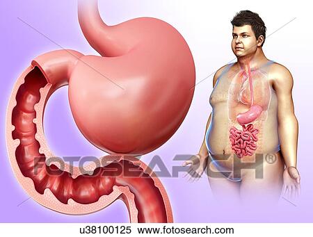 Male stomach and small intestine, illustration View Large Photo Image Stock Photography - Male stomach and small intestine, illustration. Fotosearch