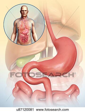 Male stomach, illustration View Large Photo Image Stock Image - Male stomach, illustration. Fotosearch