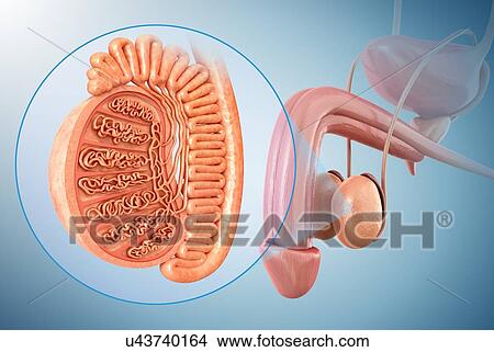 Male testis anatomy, illustration View Large Photo Image Picture - Male testis anatomy, illustration. Fotosearch