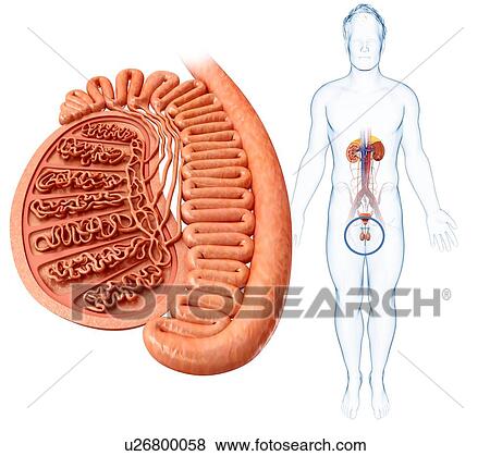 Male testis anatomy, illustration View Large Photo Image Stock Photo - Male testis anatomy, illustration. Fotosearch
