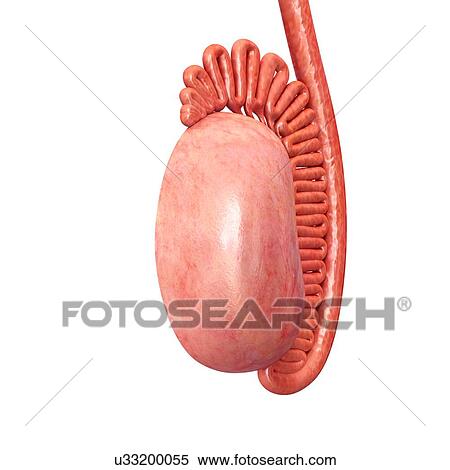 Stock Photography - Male testis anatomy, illustration. Fotosearch