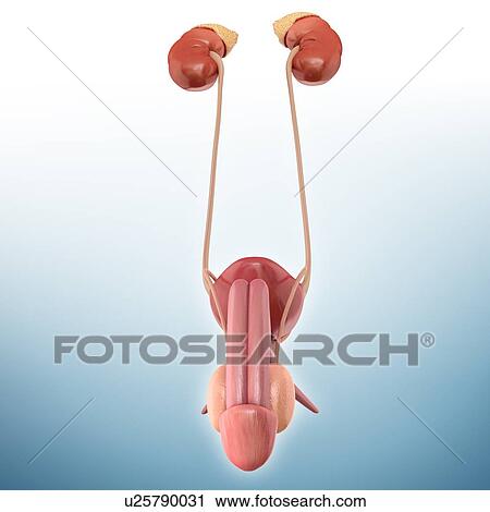 Male urinary system, illustration View Large Photo Image Stock Image - Male urinary system, illustration. Fotosearch