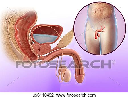 Male urinary system, illustration View Large Photo Image Stock Image - Male urinary system, illustration. Fotosearch