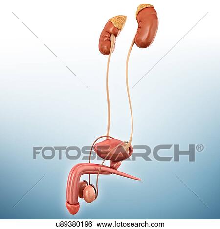 Stock Photograph - Male urinary system, illustration. Fotosearch