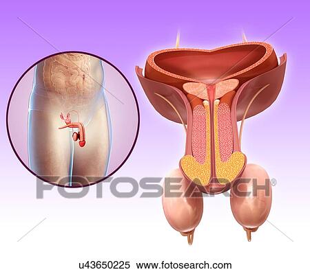 Stock Photography - Male urinary system, illustration. Fotosearch