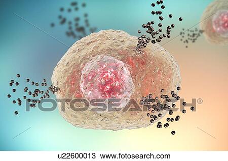 Stock Image - Mast cell releasing histamine, illustration. Fotosearch