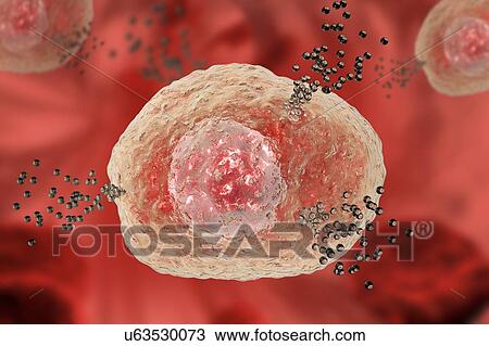 Stock Image - Mast cell releasing histamine, illustration. Fotosearch