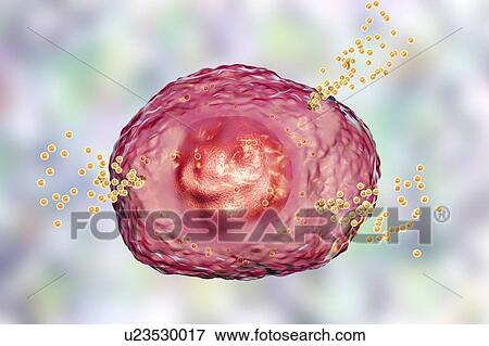 Stock Photo - Mast cell releasing histamine, illustration. Fotosearch