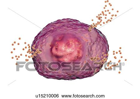 Stock Photograph - Mast cell releasing histamine, illustration. Fotosearch