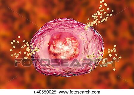 Stock Photography - Mast cell releasing histamine, illustration. Fotosearch