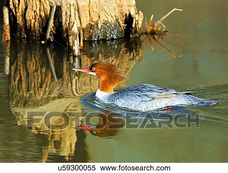 Stock Photography - Merganser. Fotosearch