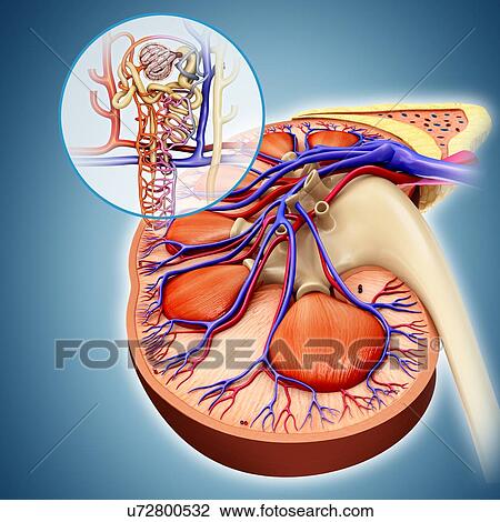 Nephron structure in a kidney, illustration View Large Photo Image Stock Image - Nephron structure in a kidney, illustration. Fotosearch