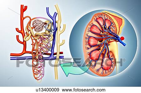 Nephron structure in a kidney, illustration View Large Photo Image Stock Photo - Nephron structure in a kidney, illustration. Fotosearch