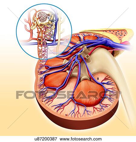 Nephron structure in a kidney, illustration View Large Photo Image Stock Photo - Nephron structure in a kidney, illustration. Fotosearch