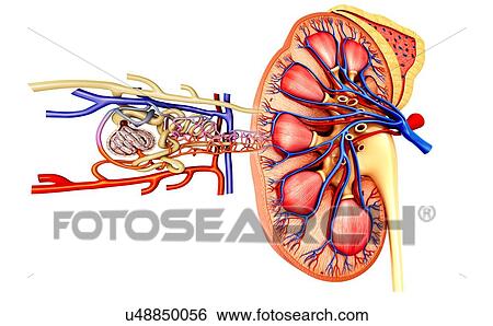 Nephron structure in a kidney, illustration View Large Photo Image Stock Photograph - Nephron structure in a kidney, illustration. Fotosearch