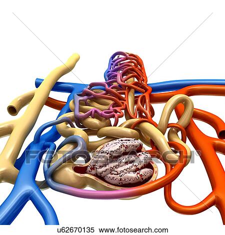 Stock Photography - Nephron structure in a kidney, illustration. Fotosearch