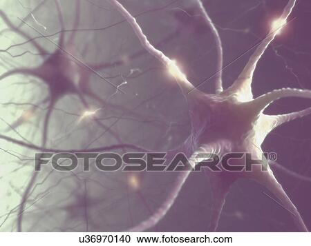 Stock Image - Nerve cells of the human brain. Fotosearch