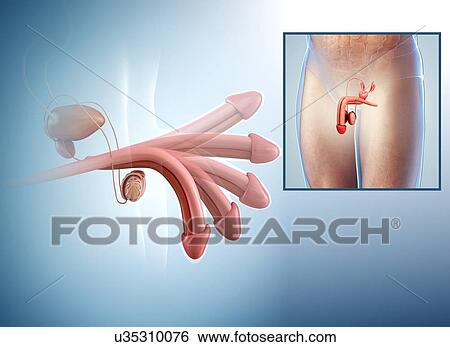 erect penis clips Erect penis clips