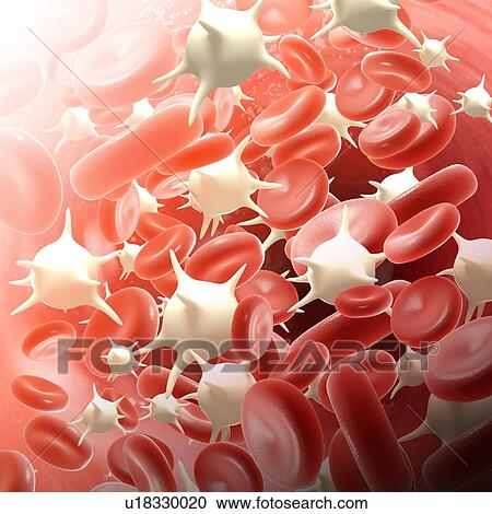 Red and white blood cells, illustration View Large Photo Image Stock Image - Red and white blood cells, illustration. Fotosearch