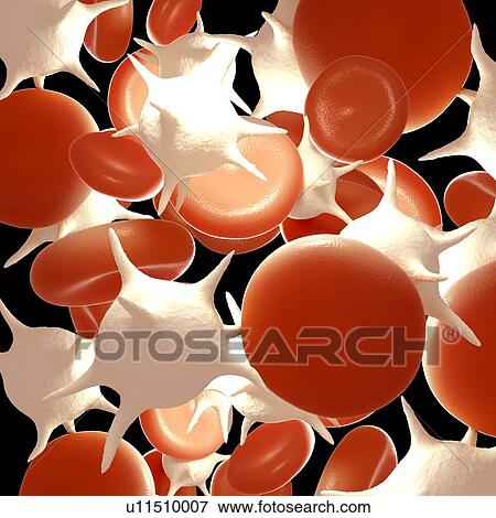 Stock Photo - Red and white blood cells, illustration. Fotosearch