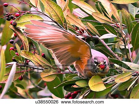 Stock Photograph - Robin. Fotosearch