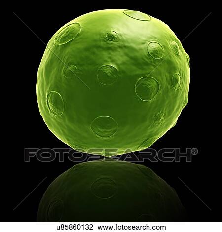 Rotavirus virus particle, illustration View Large Photo Image Stock Image - Rotavirus virus particle, illustration. Fotosearch