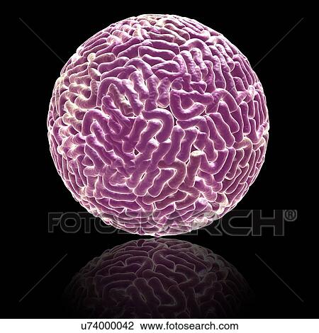 Sindbis virus particle, illustration View Large Photo Image Stock Image - Sindbis virus particle, illustration. Fotosearch