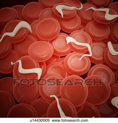 Stock Photo - Sleeping sickness parasites, illustration. Fotosearch