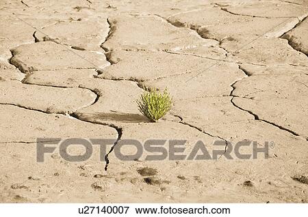 Stock Photo - Small green plant growing in cracked earth. Fotosearch