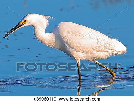 Stock Image - Snowy Egret. Fotosearch