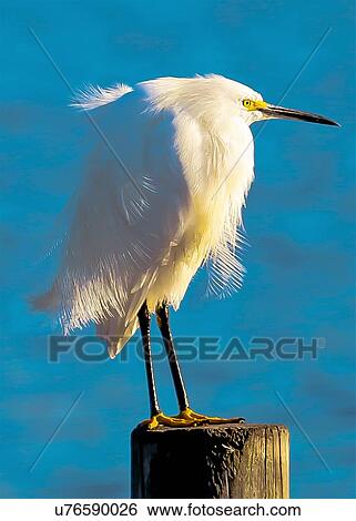 Snowy Egret View Large Photo Image Stock Photograph - Snowy Egret. Fotosearch