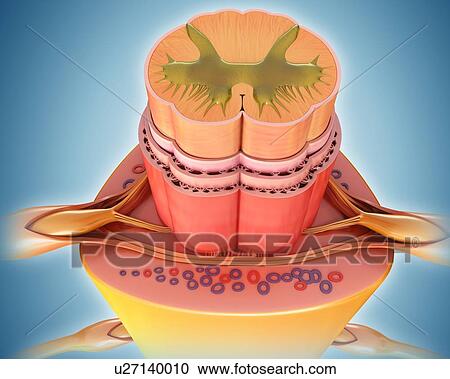 Stock Image - Spinal cord cross-section, illustration. Fotosearch