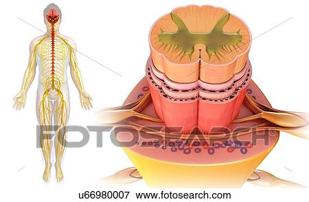 Stock Photo - Spinal cord cross-section, illustration. Fotosearch