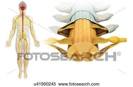 Stock Photography - Spinal cord cross-section, illustration. Fotosearch