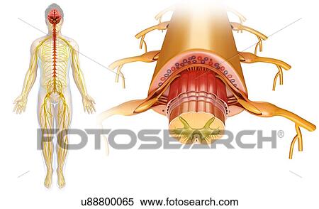 Stock Photography - Spinal cord cross-section, illustration. Fotosearch